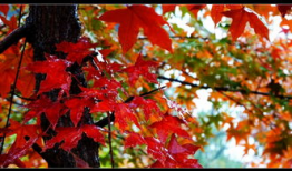 红叶视频,捕捉秋日美景的视觉盛宴